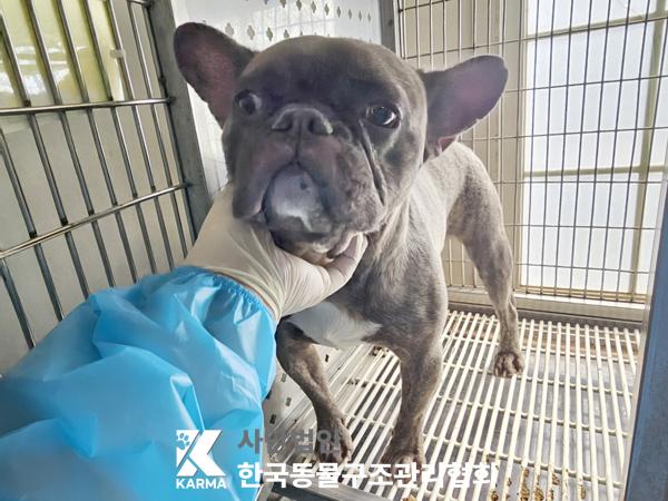 한국동물구조관리협회_441406202500263